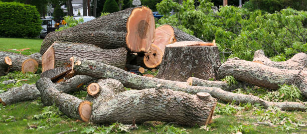 Reliable Toast, NC Tree Removal Services Solutions