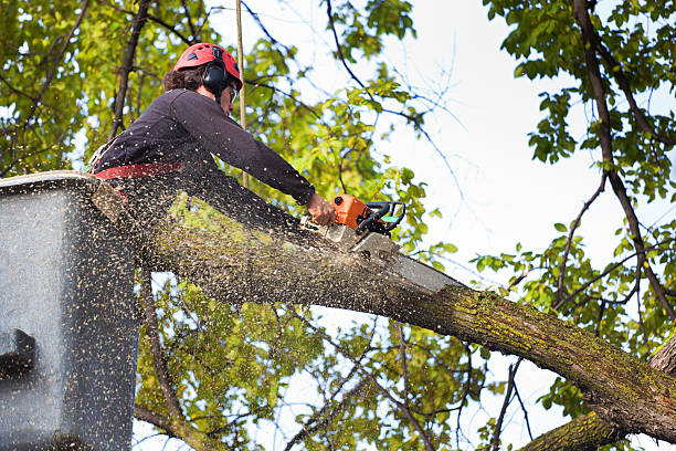 Best Commercial Tree Removal  in Toast, NC